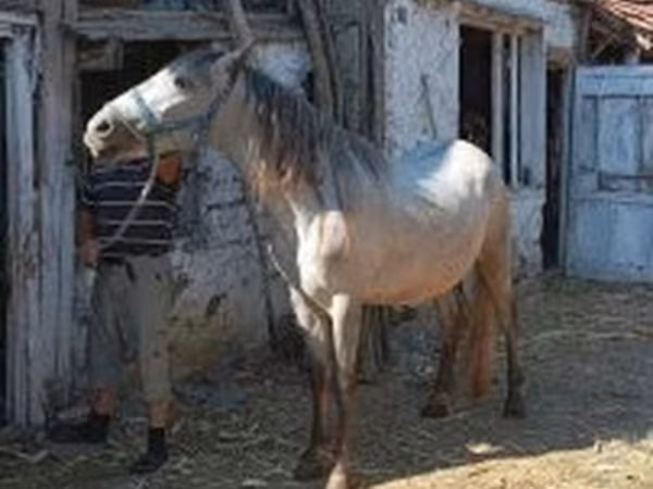 Hing, Hungarian horse breed — Magyarország