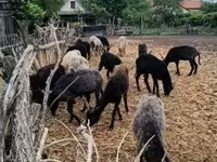 母羊, Racka sheep — 照片 4