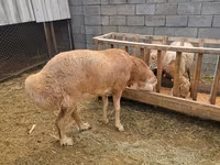 Bélier, Arashan sheep — photo 5
