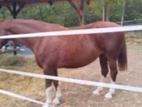 Jument, Dutch warmblood horse — photo 2