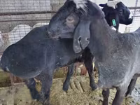 Kos, Blackheaded Persian sheep — 1. fotó