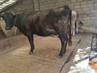 Kuh, Simmental cattle — Foto 3