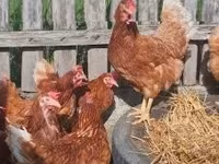 Chickens — foto 4