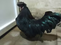 ياكيدو — الصورة 2
