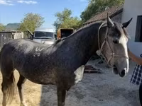 Madyan, Lipizzaner — foto 4