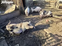 मादा सूअर, Вьетнамская вислобрюхая — फ़ोटो 5