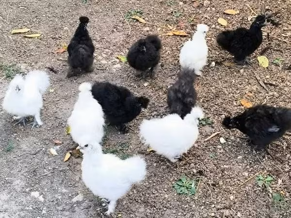 सिल्की