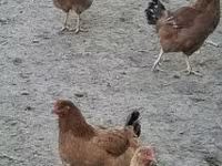 gallina danesa — foto 1