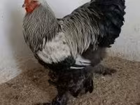 Brahma — photo 3