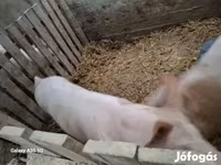 Sow, Pigs — photo 3