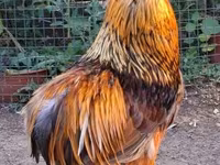 Chickens — Foto 2