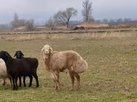 Beran, Arashan sheep — foto 5