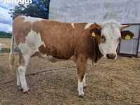 بقرة, Simmental cattle — الصورة 8