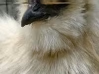Poule soie — photo 2