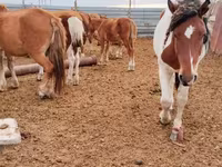 Jument, Chevaux — photo 1