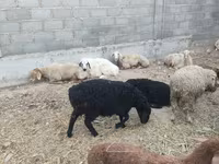 Sheep, Sheep — photo 3