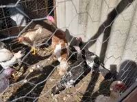 Turkeys — फ़ोटो 2