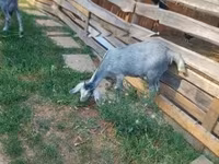 公山羊, Nubian Goat — 照片 3