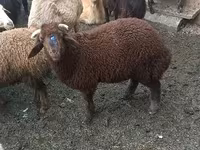 Juhok (tétel, nem megadva), Red Karaman sheep — 2. fotó