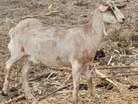 Cabra, Nubian Goat — foto 2