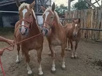 母马, Horses — 照片 3