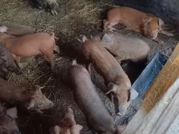 Boar,  — Hungary