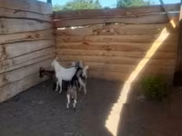 公山羊, Goats — 照片 1