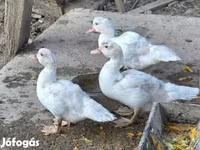 Ducks — 2. fotó
