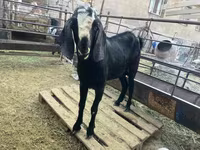 Теке, Nubian Goat — 2-сурет