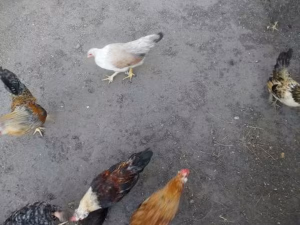 Жапон бентам