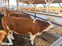 Kuh, Simmental cattle — Foto 1