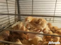 Chickens — Foto 8