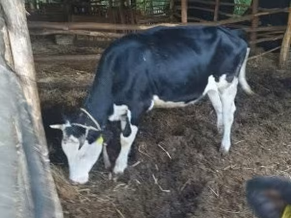 Kuh, Russian Black pied cattle