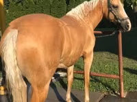 घोड़ी, Hungarian horse breed — फ़ोटो 3