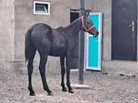 حصان, Thoroughbred horse — الصورة 2