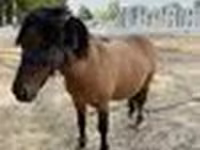 Lovak (tétel, nem megadva), Australian Pony — 6. fotó