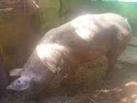 Cerda, Cerdos — foto 4
