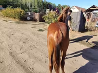 公马, Horses — 照片 7
