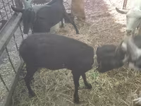 Ziege, Murcia-Granada goats — Foto 7