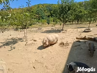 Pigs (batch, sex not specified), Вьетнамская вислобрюхая — photo 3