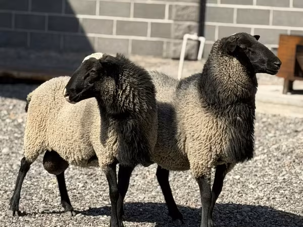 Carnero, Hissar sheep