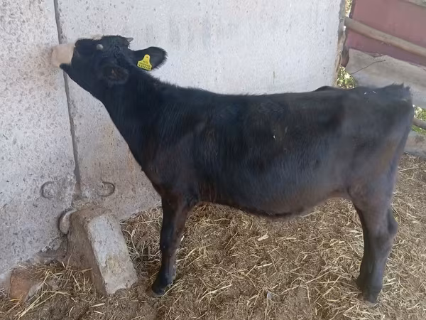 Tehén, Russian Black pied cattle