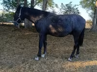 Hengst, Lipizzaner — Foto 2