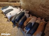 猪（批次，未指定性别）, Pigs — 照片 2