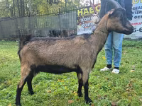 Nőstény kecske, Alpine goat — 1. fotó