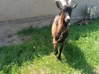 Koza, Czech Brown Shorthaired goats — foto 2