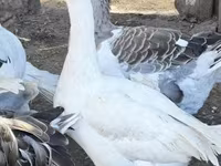 Geese — photo 4