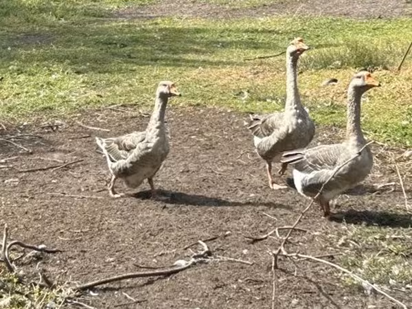 Geese — Hungary