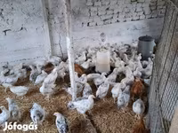 Chickens — الصورة 4