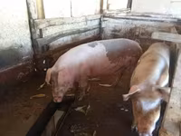 母猪, Pigs — 照片 4